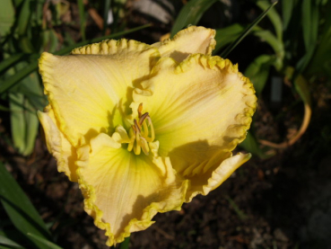 Daylily Irish Veil