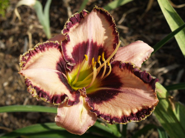 Daylily John Benoot