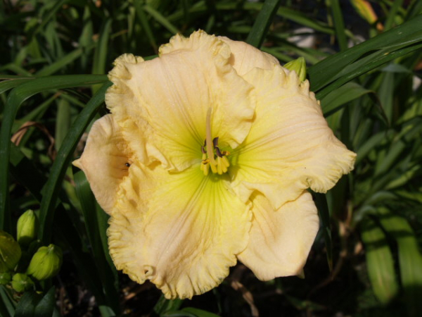 Daylily Dreaming Of Linda