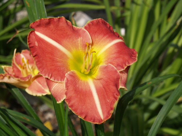 Daylily My Hearts In Dixie