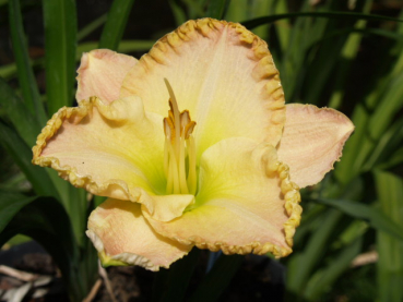 Daylily Lane Eller Memorial