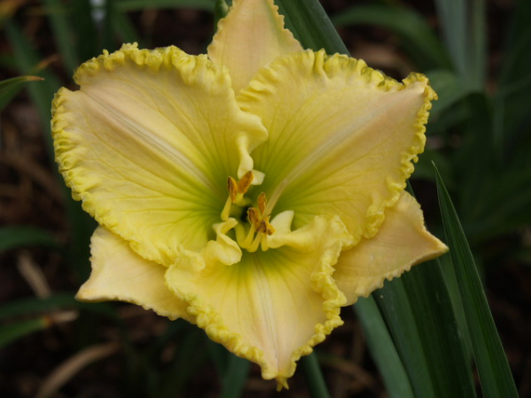 Daylily Green Mystique