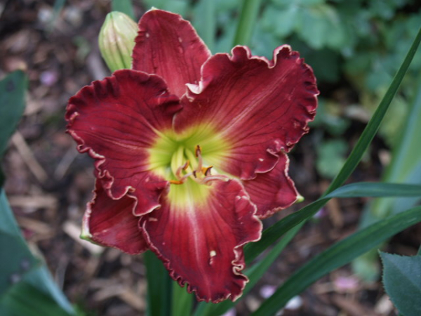 Daylily Captain Ahab