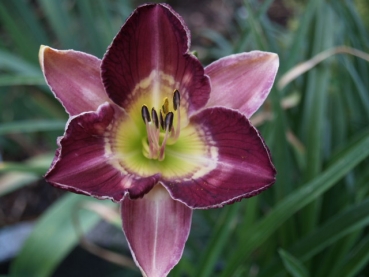 Daylily Pamela Spencer