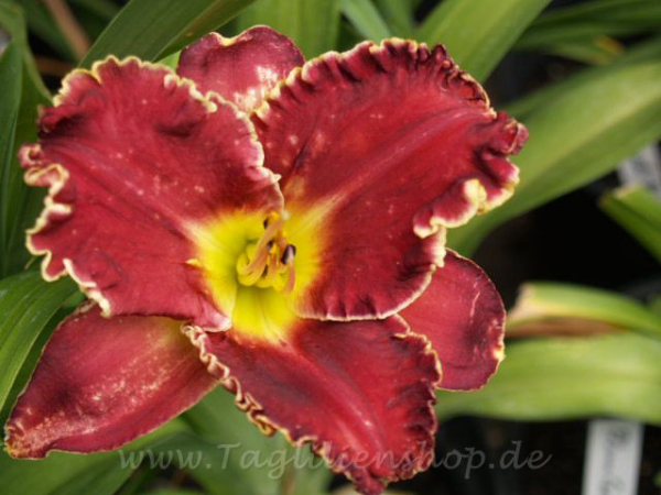 Daylily Pagan Ritual