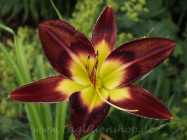 Taglilie Persian Ruby