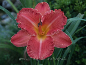 Daylily Pink Aberration