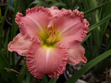 Daylily Pink Lemonade Party