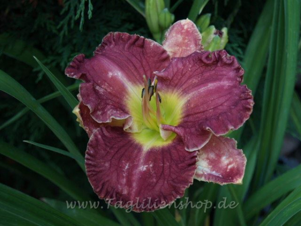 Daylily Play Misty For Me