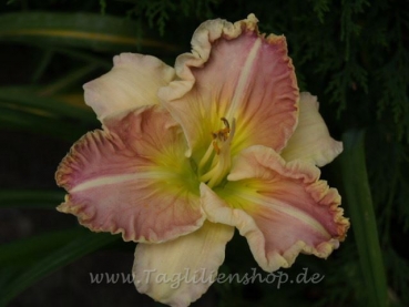 Daylily Pleated Perfection