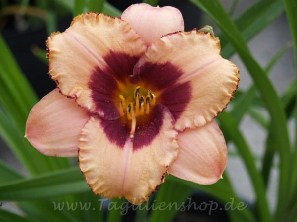 Taglilie Plum Candy