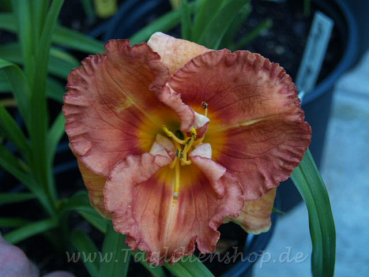 Daylily Radiant Simplicity