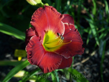 Daylily Reason For Treason