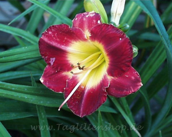 Daylily Red Candy