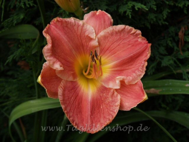 Taglilie Red Loveliness