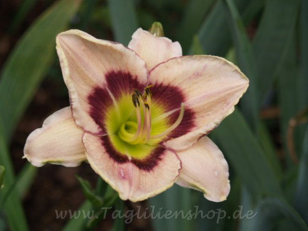 Daylily Regal Eye