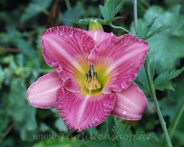 Daylily Regency Spring