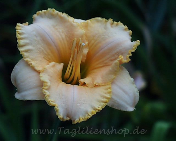 Taglilie Regency Summer