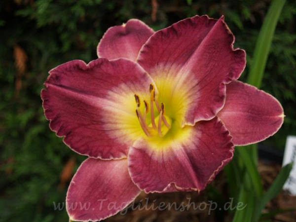 Daylily Rincon del Mar