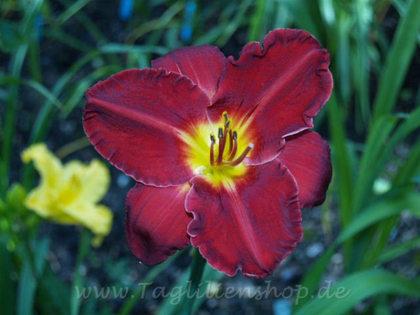 Daylily Robespierre
