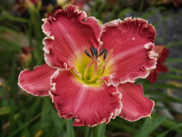 Daylily Robin Lee