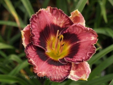 Daylily Rock Candy