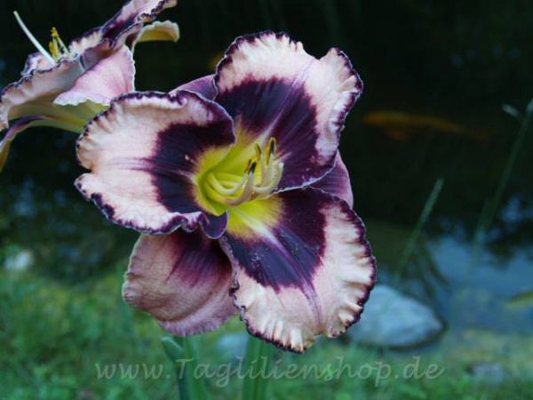 Daylily Rock Solid