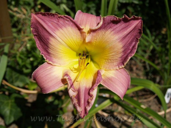 Daylily Royal Saracen