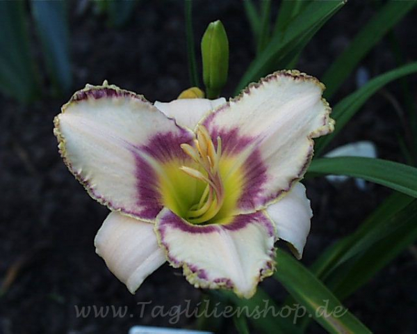 Daylily Savannah Royalty