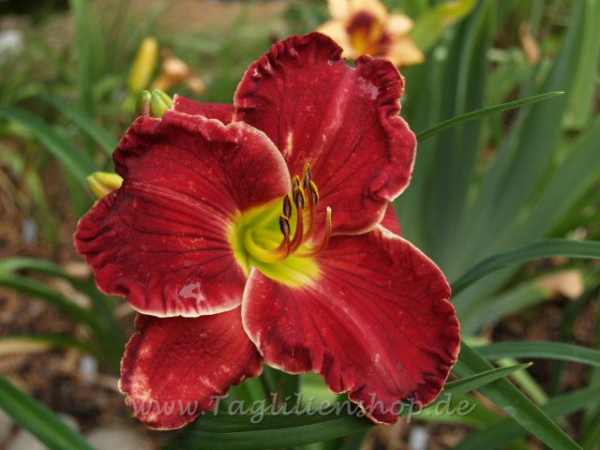 Daylily Scarlet Affair