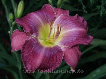 Taglilie Searching For Blue