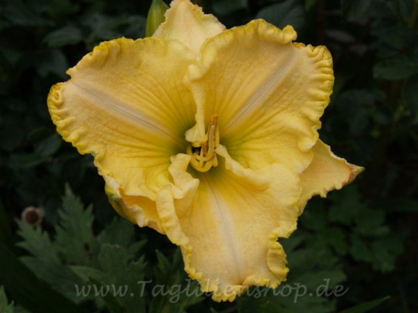 Daylily Sherry Lane Carr