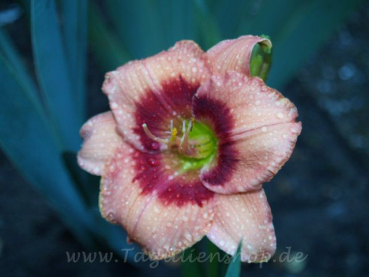 Daylily Showmanship