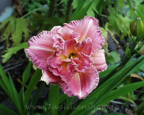 Taglilie Siloam Olin Frazier