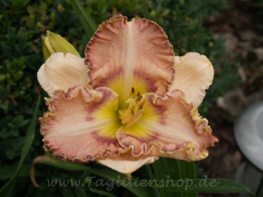 Daylily Sink Into Your Eyes