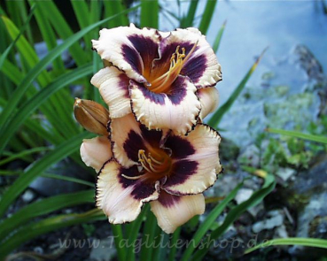 Daylily Sister Grace