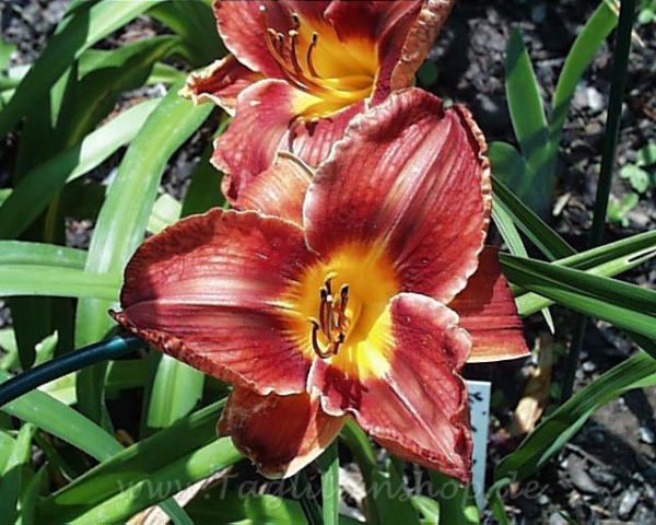 Daylily Sizzling Hot