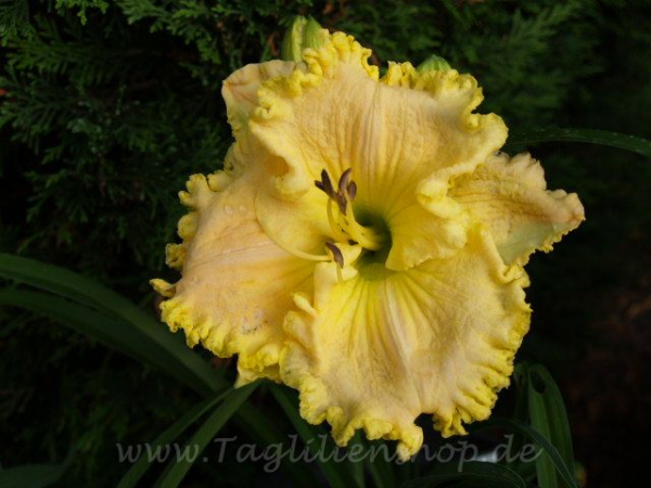 Taglilie Soccer Head