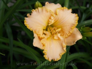 Daylily Something Wonderful