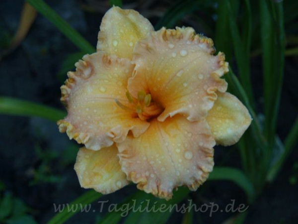Daylily Spacecoast Dixie Chick