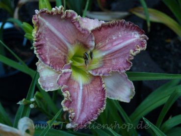 Daylily Spacecoast Double Edge