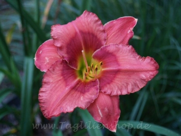 Daylily Spacecoast Dream Catcher