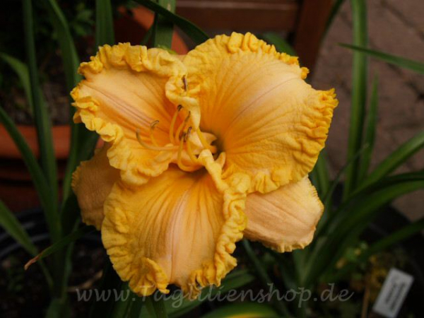 Daylily Spacecoast Krinkles