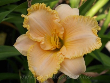 Daylily Spacecoast Peach Fringe