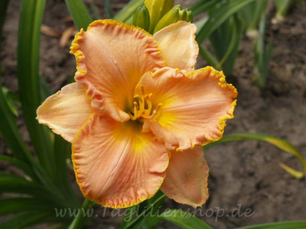 Daylily Spacecoast Pink Lady