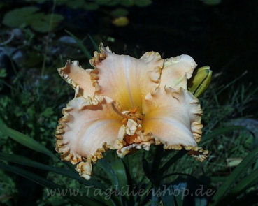 Taglilie Spacecoast Starburst