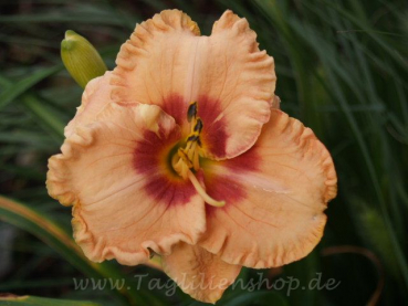 Taglilie Spacecoast Sweet Eye