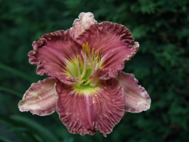 Daylily Squeeze Box