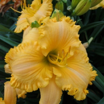 Taglilie Streets Of Heaven