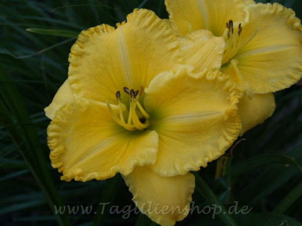 Daylily Stroke of Brilliance
